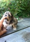 Cute-three-colored-female-Shih-tzu-