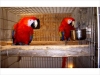 Scarlet-macaw-parrots
